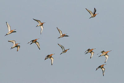 BUITEN BEELD Foto: 32776
