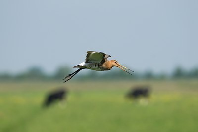 BUITEN BEELD Foto: 32782