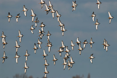 BUITEN BEELD Foto: 32786