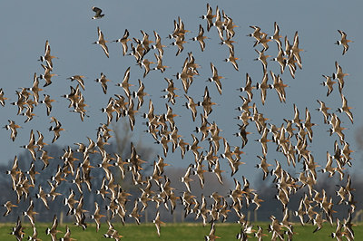 BUITEN BEELD Foto: 32799