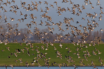 BUITEN BEELD Foto: 32810