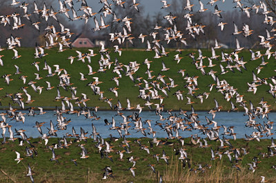 BUITEN BEELD Foto: 32811