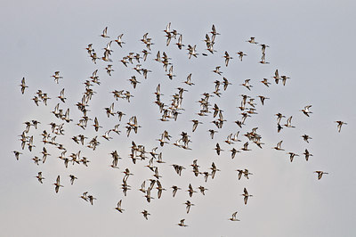 BUITEN BEELD Foto: 32823