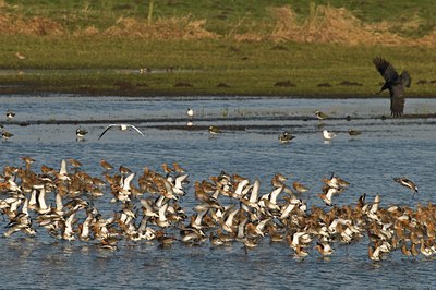 BUITEN BEELD Foto: 32836