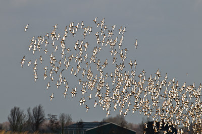 BUITEN BEELD Foto: 32844