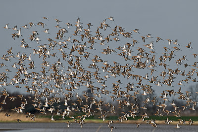 BUITEN BEELD Foto: 32848