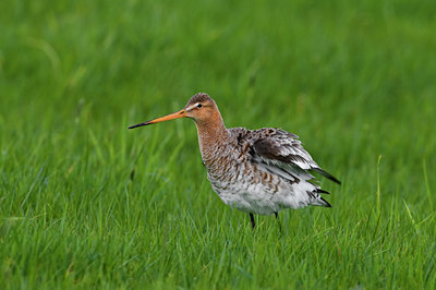 BUITEN BEELD Foto: 32858