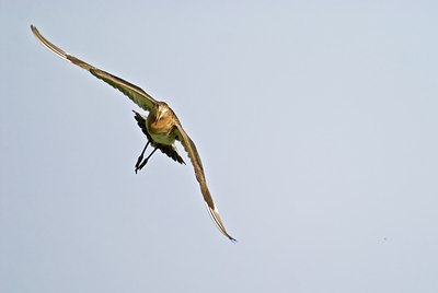 BUITEN BEELD Foto: 32869