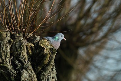 BUITEN BEELD Foto: 32881