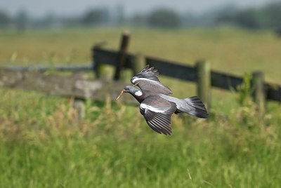 BUITEN BEELD Foto: 32883