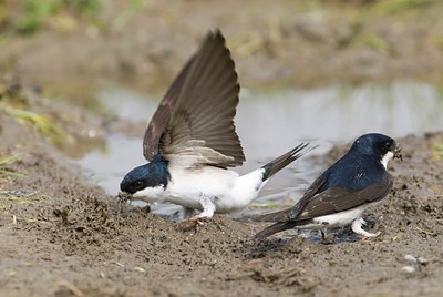 BUITEN BEELD Foto: 32902