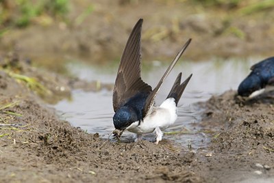 BUITEN BEELD Foto: 32905