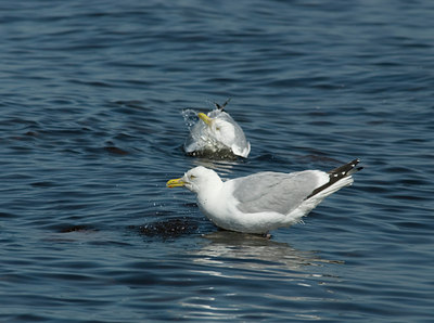BUITEN BEELD Foto: 32963