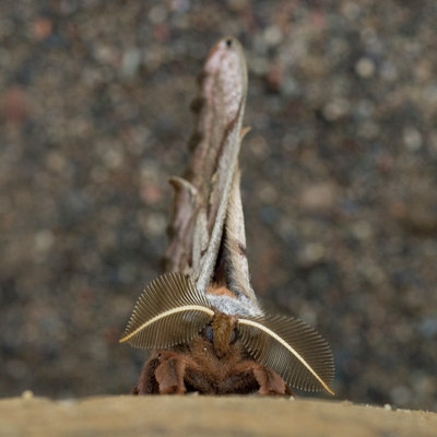 BUITEN BEELD Foto: 32964