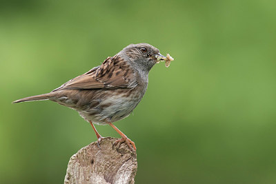 BUITEN BEELD Foto: 329034