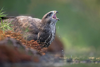 BUITEN BEELD Foto: 329038