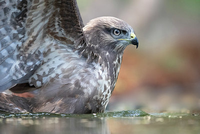 BUITEN BEELD Foto: 329040