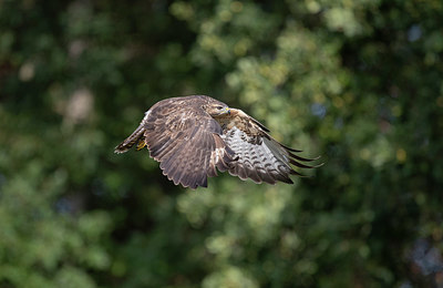 BUITEN BEELD Foto: 329043