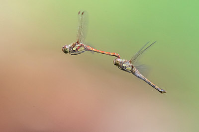 BUITEN BEELD Foto: 329045