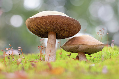 BUITEN BEELD Foto: 329046