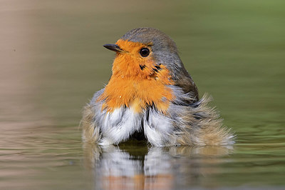 BUITEN BEELD Foto: 329047