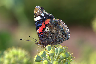 BUITEN BEELD Foto: 329048