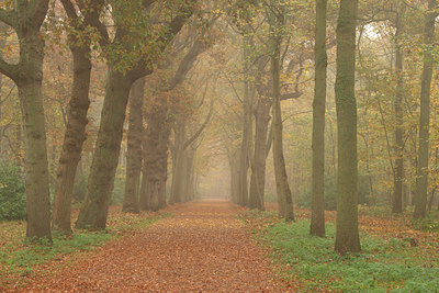 BUITEN BEELD Foto: 329056