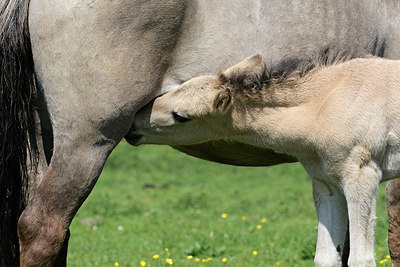 BUITEN BEELD Foto: 329181