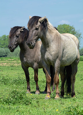 BUITEN BEELD Foto: 329182