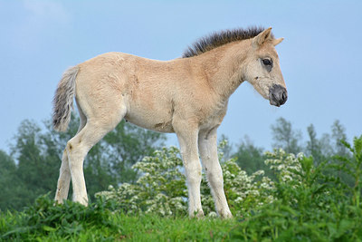 BUITEN BEELD Foto: 329184