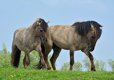 BUITEN BEELD Foto: 329186