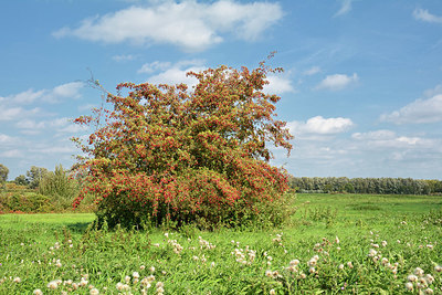 BUITEN BEELD Foto: 329190