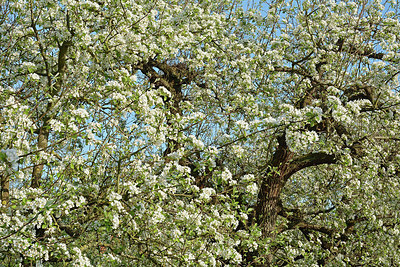 BUITEN BEELD Foto: 329200