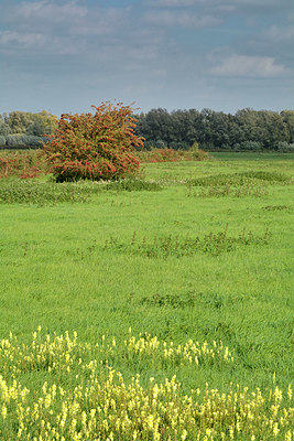 BUITEN BEELD Foto: 329208