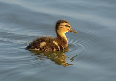 BUITEN BEELD Foto: 329210