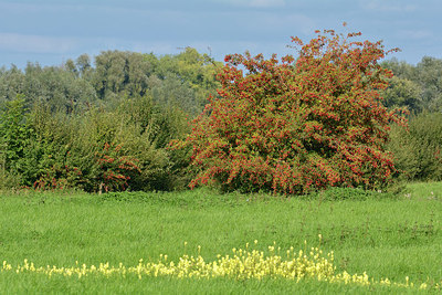 BUITEN BEELD Foto: 329230