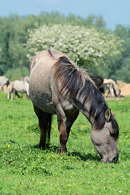 BUITEN BEELD Foto: 329242