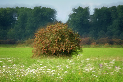 BUITEN BEELD Foto: 329257