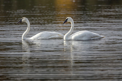 BUITEN BEELD Foto: 329265