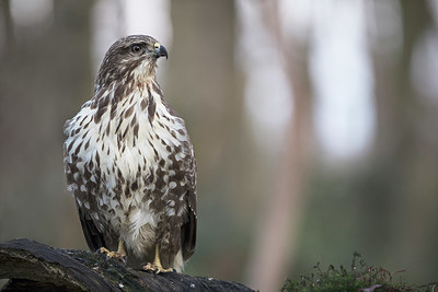 BUITEN BEELD Foto: 329381
