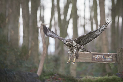 BUITEN BEELD Foto: 329382