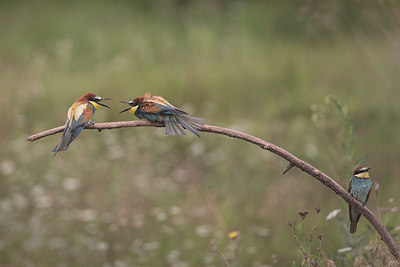 BUITEN BEELD Foto: 329385