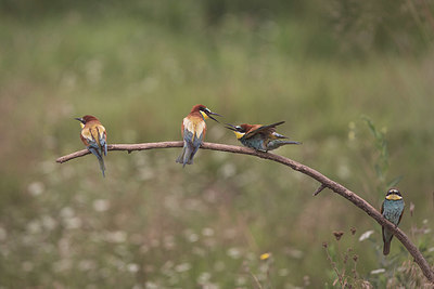 BUITEN BEELD Foto: 329386