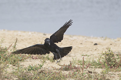 BUITEN BEELD Foto: 329390