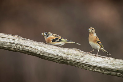 BUITEN BEELD Foto: 329396