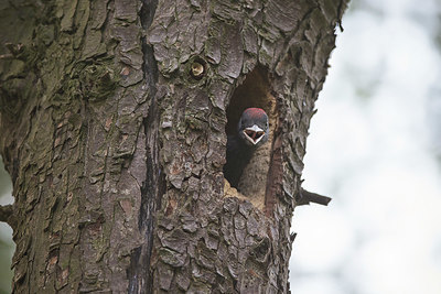 BUITEN BEELD Foto: 329398