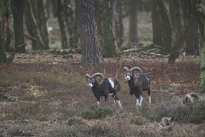 BUITEN BEELD Foto: 329408