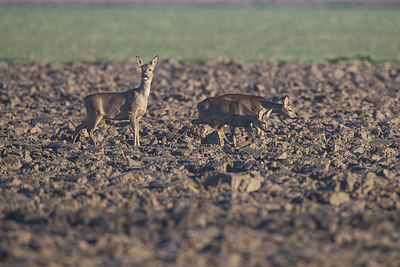 BUITEN BEELD Foto: 329411