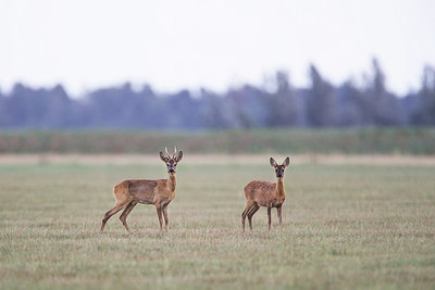 BUITEN BEELD Foto: 329413