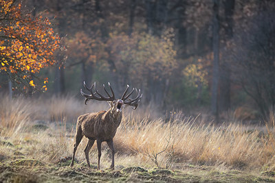 BUITEN BEELD Foto: 329431